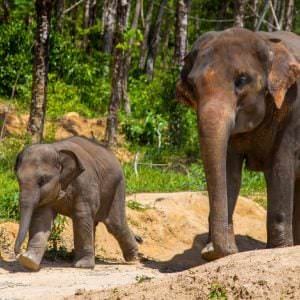 Elephant Sanctuaries