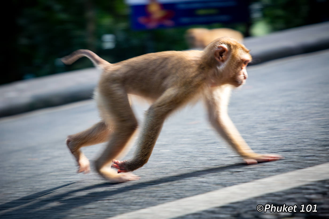 monkeys hill phuket 4