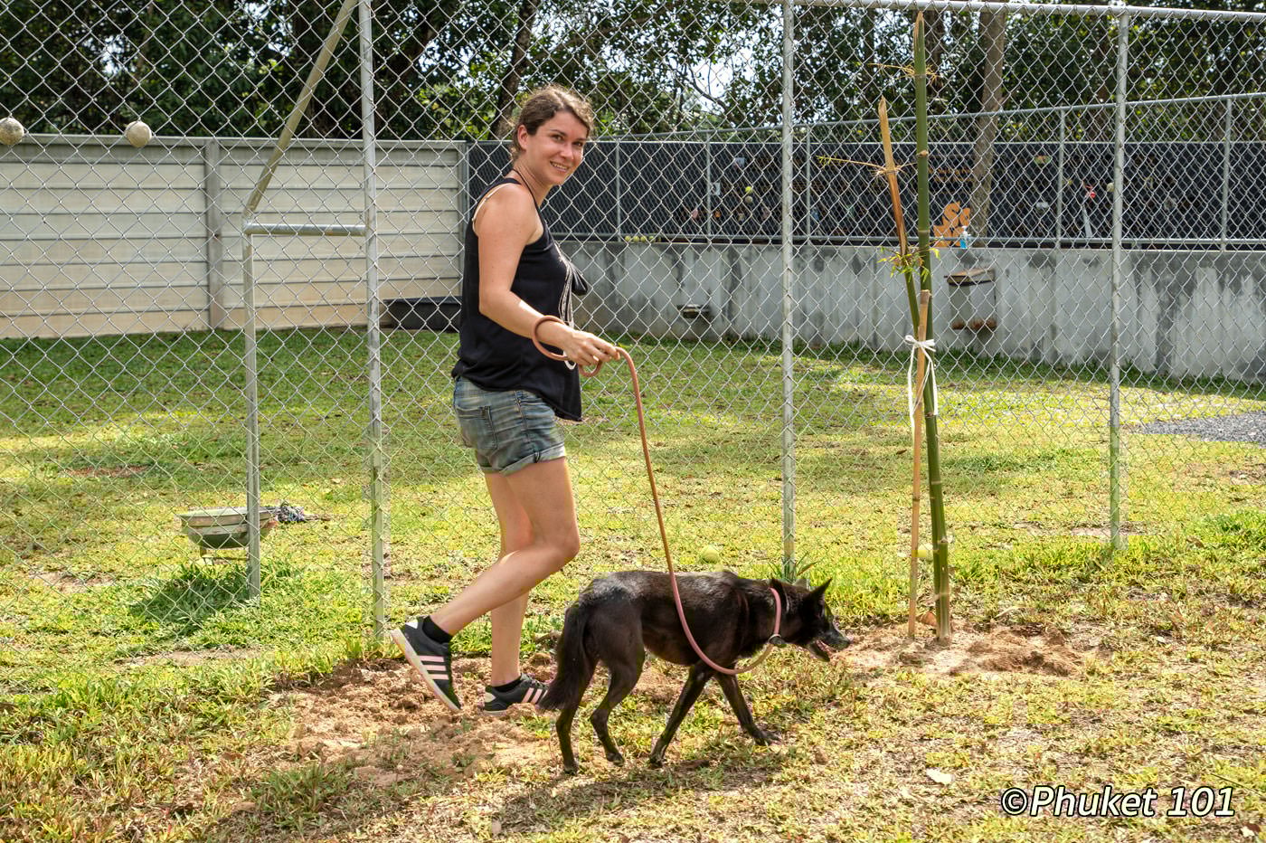 soi dog phuket volunteer