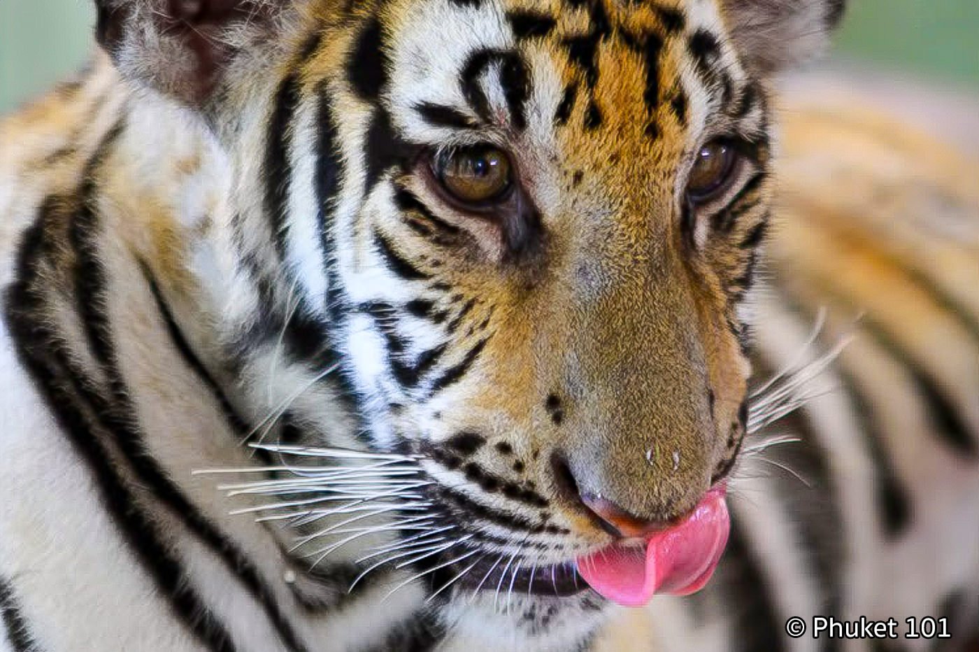 Tiger Kingdom Phuket
